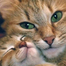 Load image into Gallery viewer, Cat  - Full Drill Diamond Painting