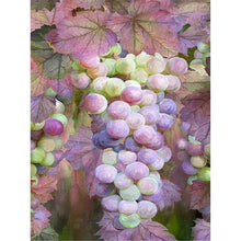 Load image into Gallery viewer, Grape - Full Drill Diamond Painting