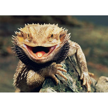 Load image into Gallery viewer, Lizard - Full Drill Diamond Painting