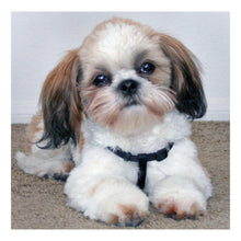 Load image into Gallery viewer, Dog-Full Drill Diamond Painting