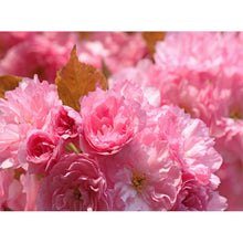 Load image into Gallery viewer, Flower - Full Drill Diamond Painting