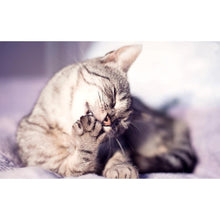 Load image into Gallery viewer, Cats - Full Drill Diamond Painting