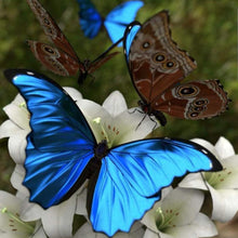 Load image into Gallery viewer, Butterflies Flower - Full Drill Diamond Painting