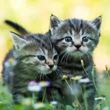 Load image into Gallery viewer, Cats - Full Drill Diamond Painting