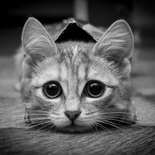 Load image into Gallery viewer, Cat - Full Drill Diamond Painting