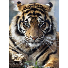 Load image into Gallery viewer, Tiger - Full Drill Diamond Painting