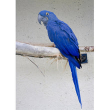 Load image into Gallery viewer, Bird - Full Drill Diamond Painting