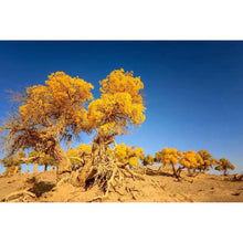 Load image into Gallery viewer, Yellow Tree - Full Drill Diamond Painting
