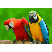 Load image into Gallery viewer, Parrot - Full Drill Diamond Painting