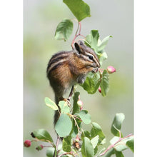 Load image into Gallery viewer, Squirrel - Full Drill Diamond Painting
