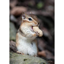 Load image into Gallery viewer, Squirrel - Full Drill Diamond Painting