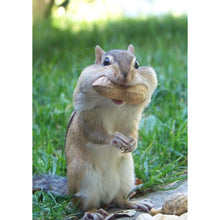 Load image into Gallery viewer, Squirrel - Full Drill Diamond Painting