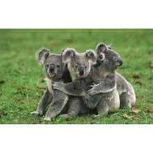 Load image into Gallery viewer, Koala - Full Drill Diamond Painting