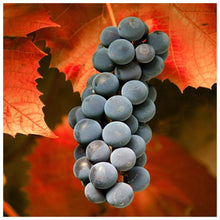 Load image into Gallery viewer, Sweet Grapes - Full Drill Diamond Painting
