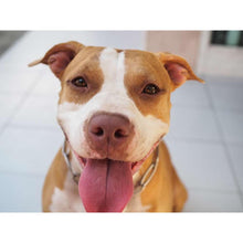 Load image into Gallery viewer, Dog - Full Drill Diamond Painting