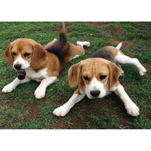 Load image into Gallery viewer, Dog - Full Drill Diamond Painting