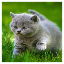 Load image into Gallery viewer, Cat - Full Drill Diamond Painting