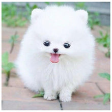 Load image into Gallery viewer, Cute White DogWall - Full Drill Diamond Painting