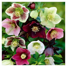 Load image into Gallery viewer, Flower - Full Drill Diamond Painting