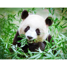 Load image into Gallery viewer, Panda Eating Bamboo - Full Drill Diamond Painting - 50x40cm