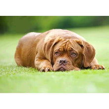 Load image into Gallery viewer, Upset Dog - Full Drill Diamond Painting
