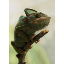 Load image into Gallery viewer, Color Change Animal - Full Drill Diamond Painting