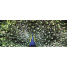 Load image into Gallery viewer, Peacock - Full Drill Diamond Painting - 100x50cm
