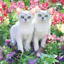 Load image into Gallery viewer, Cats - Full Drill Diamond Painting