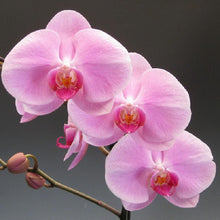 Load image into Gallery viewer, Flowers - Full Drill Diamond Painting
