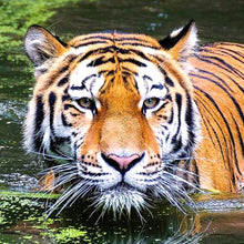 Load image into Gallery viewer, Tiger-Full Drill Diamond Painting