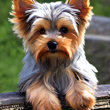 Load image into Gallery viewer, Dog-Full Round Diamond Painting-30x30cm