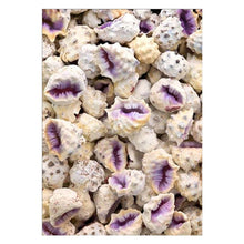 Load image into Gallery viewer, Conch - Full Drill Diamond Painting
