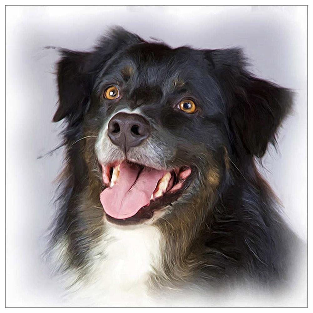 Black Dog - Full Drill Diamond Painting