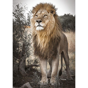 Lion Desert - Full Drill Diamond Painting