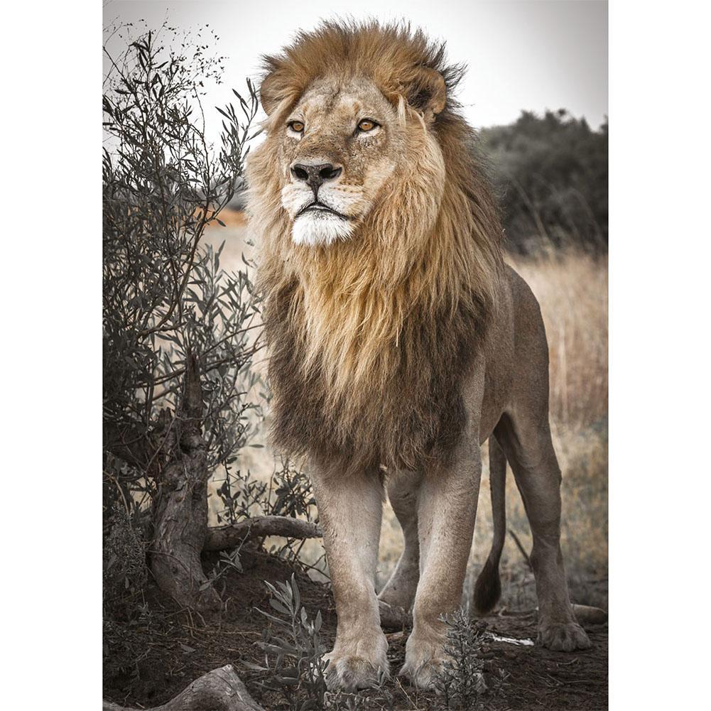 Lion Desert - Full Drill Diamond Painting