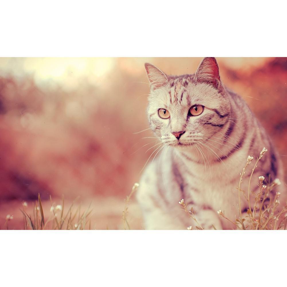 Cat - Full Drill Diamond Painting