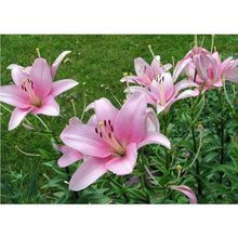 Load image into Gallery viewer, Flower - Full Drill Diamond Painting

