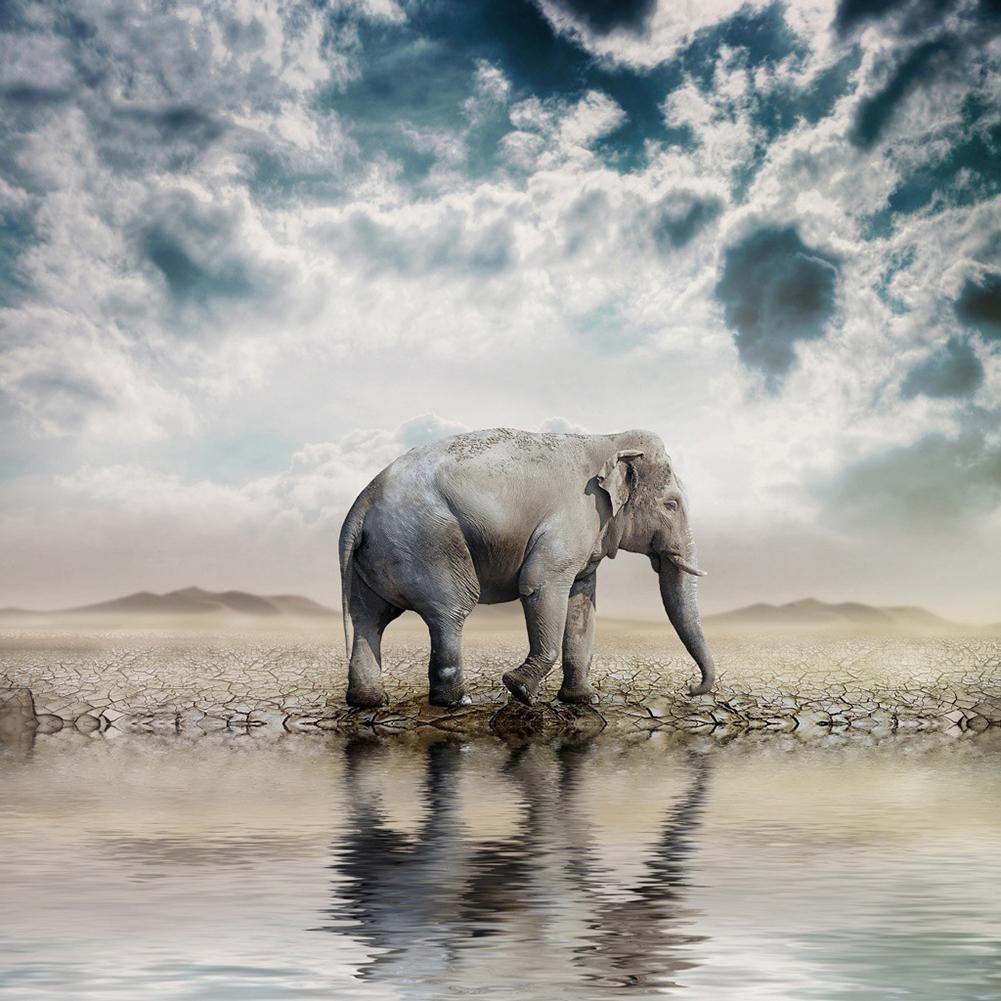 Elephant - Full Drill Diamond Painting