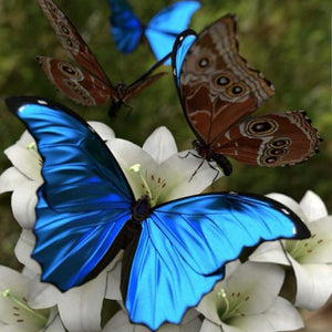 Butterflies Flower - Full Drill Diamond Painting