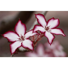 Load image into Gallery viewer, Flower - Full Drill Diamond Painting
