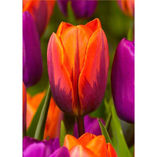 Load image into Gallery viewer, Flowers - Full Drill Diamond Painting
