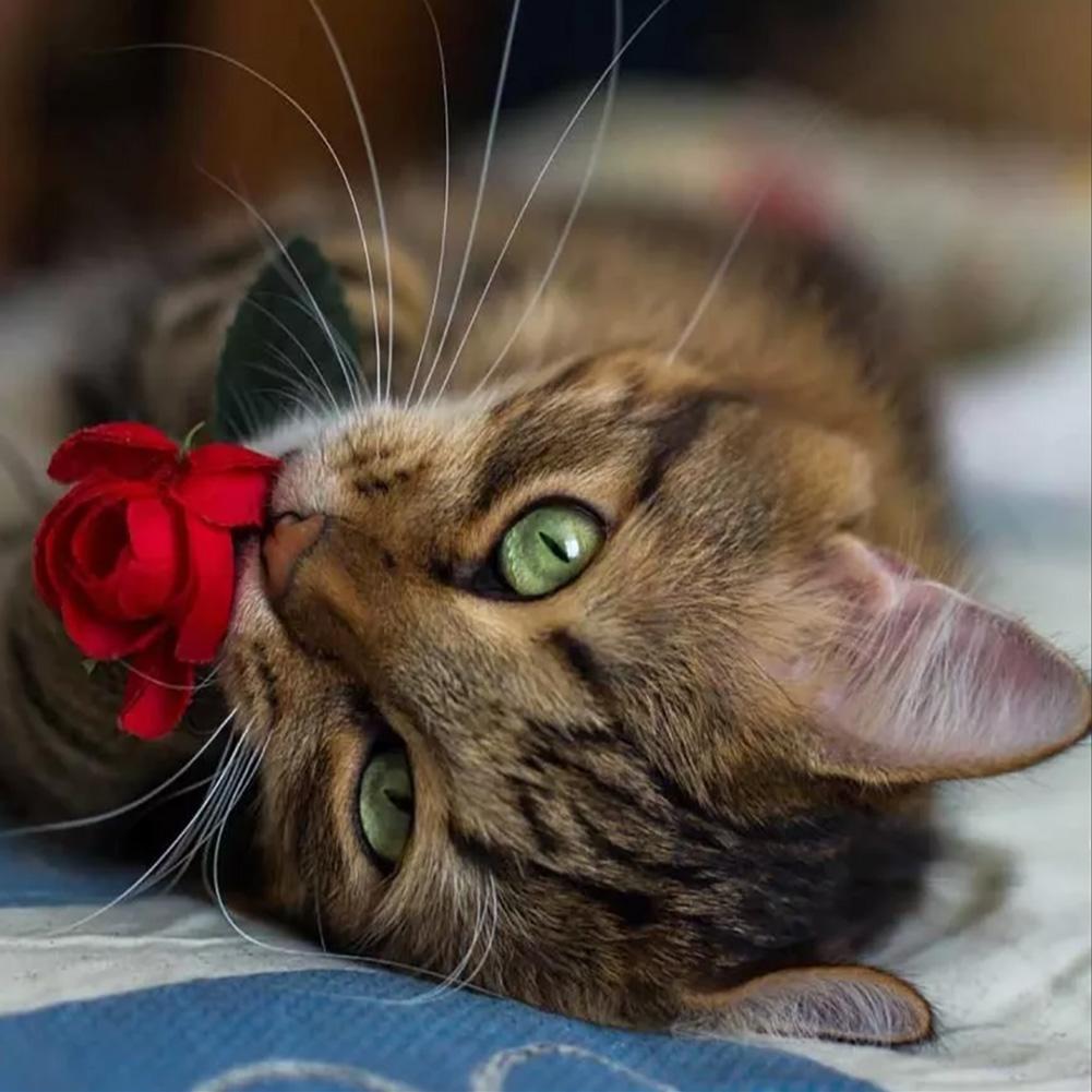 Cat - Full Drill Diamond Painting