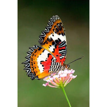 Load image into Gallery viewer, Butterfly - Full Drill Diamond Painting
