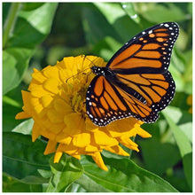 Load image into Gallery viewer, Butterfly - Full Drill Diamond Painting

