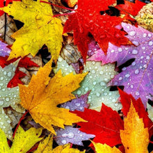 Load image into Gallery viewer, Maple Leaf - Full Drill Diamond Painting
