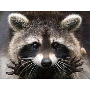 Raccoon - Full Drill Diamond Painting
