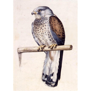 Bird - Full Drill Diamond Painting