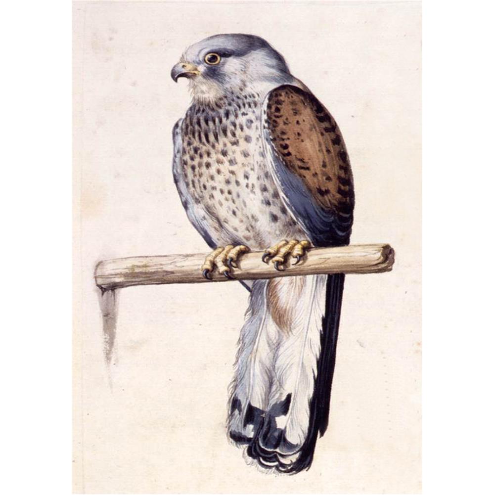Bird - Full Drill Diamond Painting