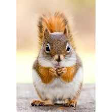 Load image into Gallery viewer, Squirrel - Full Drill Diamond Painting
