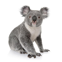 Load image into Gallery viewer, Koala - Full Drill Diamond Painting
